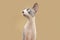 Portrait attentive sphynx cat looking away. Isolated on beige background