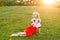 Portrait of attractive blonde woman with makeup and curly hairstyle in stylish red white dress posing with tenderness and passion