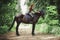 Portrait of attractive woman riding black hanoverian stallion horse