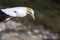 Portrait of australasian gannet in flight, showing its remarkable  tinged buff-yellow head, with a pale blue-grey bill edged in