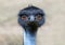 Portrait of Australian Emu bird Dromaius novaehollandiae