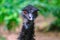Portrait of Australian Emu Dromaius novaehollandiae, Emu walks on the grass in Wilson`s Promontory