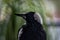 Portrait of Australian Magpie bird.