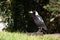 Portrait of Australian magpie on the ground.