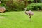 Portrait of a Australian ostrich Nandu