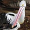 Portrait of Australian pelican grooms itself