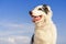 Portrait australian shepherd dog aussie smiling against the blue sky on a sunny day