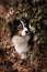 Portrait of australian shepherd in ivy leaves.