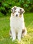 Portrait australian shepherd puppy sitting on green grass