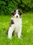 Portrait australian shepherd puppy sitting on green grass