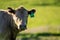 portrait of a Australian wagyu cows grazing in a field on pasture. close up of a black angus cow eating grass in a paddock in