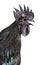 Portrait of a Ayam Cemani rooster chicken singing