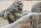 A Portrait of a Baboon with an Intense Stare