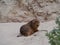 Portrait of a baby Australian sea lion