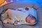 Portrait of a baby boy aged one month sleeping in a crib. Caucasian child in the childrens bedroom