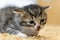 Portrait of a baby cat cat. A cat with floppy ears. kittten