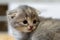 Portrait of a baby cat cat. A cat with floppy ears. kittten