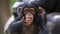 Portrait of a Baby Chimpanzee