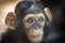 Portrait of a baby chimpanzee in Pilsen in Czech Republic . An excellent illustration