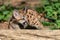 Portrait baby cougar, mountain lion