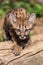 Portrait baby cougar, mountain lion