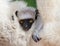 Portrait of a baby dancing Sifaka. close-up. Madagascar.