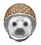 Portrait of Baby Fur Seal with Helmet.