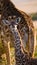 Portrait of a baby giraffe. Kenya. Tanzania. East Africa.