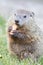 Portrait of baby Groundhog standing