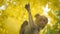 Portrait baby macaque on a Cassia fistula tree branch in  Thailand, South east asia. Yellow flowers of spring, happiness