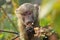 Portrait of baby olive baboon (Papio Anubis)