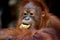 Portrait of a baby orangutan. Close-up. Indonesia. The island of Kalimantan (Borneo).