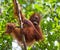 Portrait of a baby orangutan. Close-up. Indonesia. The island of Kalimantan (Borneo).