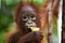 Portrait of a baby orangutan. Close-up. Indonesia. The island of Kalimantan (Borneo).