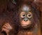 Portrait of a baby orangutan. Close-up. Indonesia. The island of Kalimantan (Borneo).