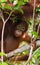 Portrait of a baby orangutan. Close-up. Indonesia. The island of Kalimantan Borneo.