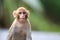 Portrait of a Baby Rhesus macaque monkey