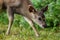 Portrait Baby Sambar Deer at Green background ,Khaoyai National