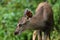 Portrait Baby Sambar Deer at Green background ,Khaoyai National