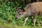 Portrait Baby Sambar Deer at Green background ,Khaoyai National