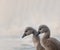 Portrait of baby swans. Mute swan cygnets. Cygnus olor