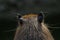 portrait of the back of the head of a capibara with brown hair