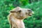 Portrait of a Bactrian camel. Animal in close-up
