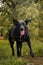 Portrait of balck dog in the tree.