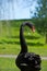 Portrait of balck swan with long neck