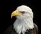 Portrait of a Bald Eagle