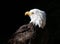 Portrait of a Bald Eagle against a black background