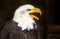 Portrait of a bald eagle haliaeetus leucocephalus