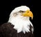 Portrait of a bald eagle haliaeetus leucocephalus