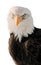 Portrait Bald Eagle (Haliaeetus leucocephalus )